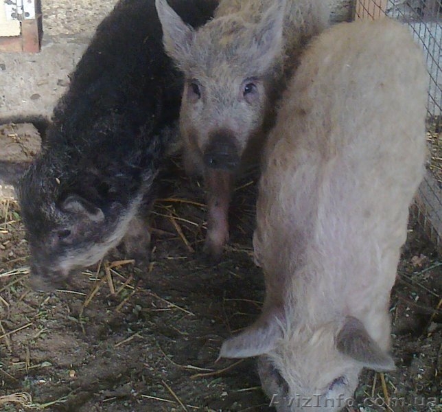 поросята породы монгал - <ro>Изображение</ro><ru>Изображение</ru> #4, <ru>Объявление</ru> #546128