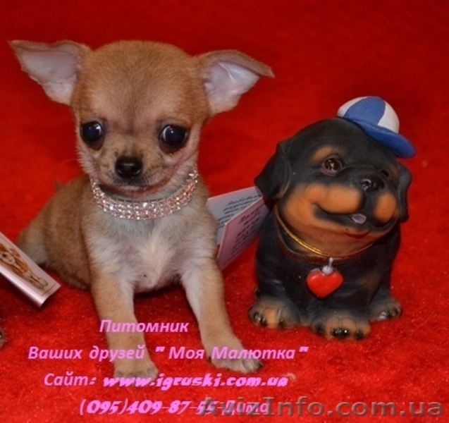 Элитные щеночки чихуахуа шоу-класса! - <ro>Изображение</ro><ru>Изображение</ru> #4, <ru>Объявление</ru> #559386