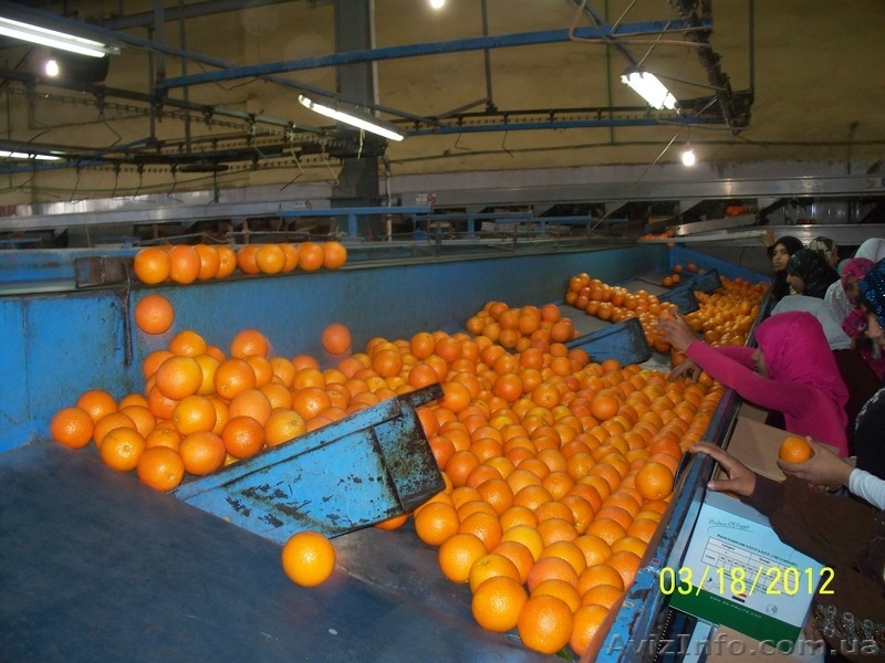 Прямые поставки цитрусовых из Египта - <ro>Изображение</ro><ru>Изображение</ru> #4, <ru>Объявление</ru> #599309