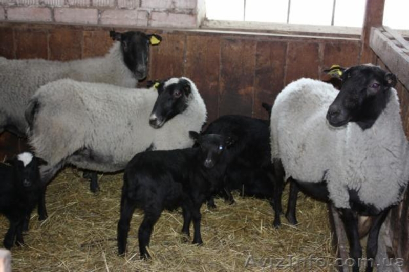 ФЕРМА С ЖИВОТНЫМИ ДОМ 500КВ, БИЗНЕС - <ro>Изображение</ro><ru>Изображение</ru> #7, <ru>Объявление</ru> #586361