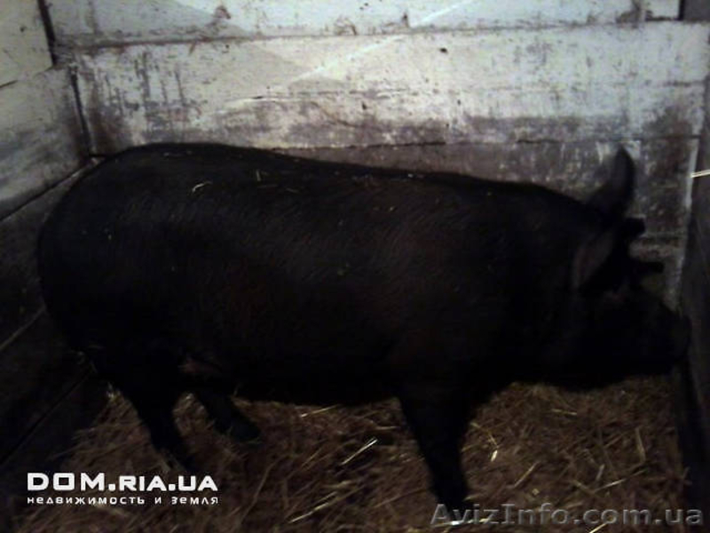 БИЗНЕС ФЕРМА С ЖИВОТНЫМИ 500 КВ.М - <ro>Изображение</ro><ru>Изображение</ru> #5, <ru>Объявление</ru> #586382
