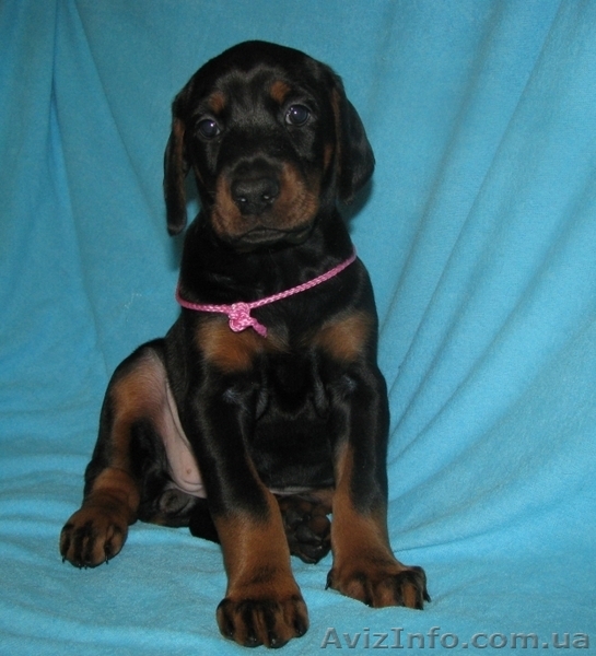 Элитные щенки добермана - <ro>Изображение</ro><ru>Изображение</ru> #4, <ru>Объявление</ru> #592296