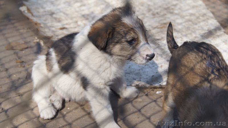 Отдам хороших щенков - <ro>Изображение</ro><ru>Изображение</ru> #3, <ru>Объявление</ru> #602310