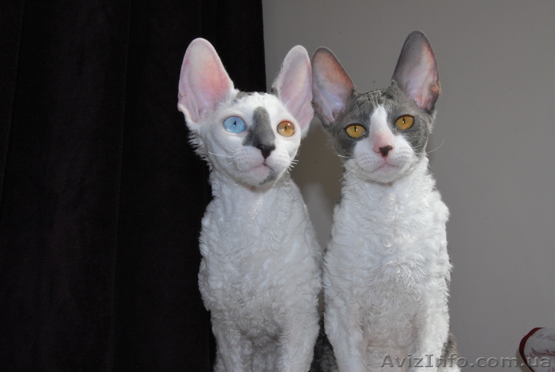 корниш-рекс котята !!! - <ro>Изображение</ro><ru>Изображение</ru> #3, <ru>Объявление</ru> #596051