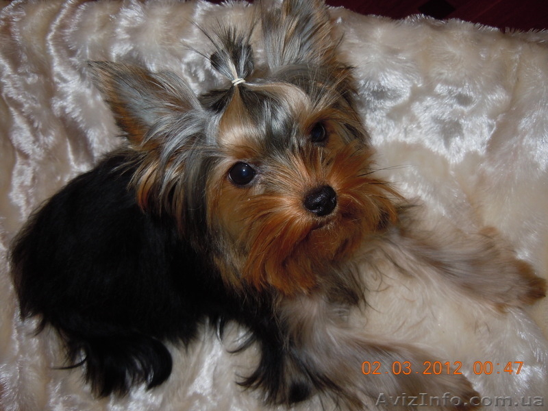 Йоркширский терьер (девочка) ищет хозяина - <ro>Изображение</ro><ru>Изображение</ru> #4, <ru>Объявление</ru> #572518
