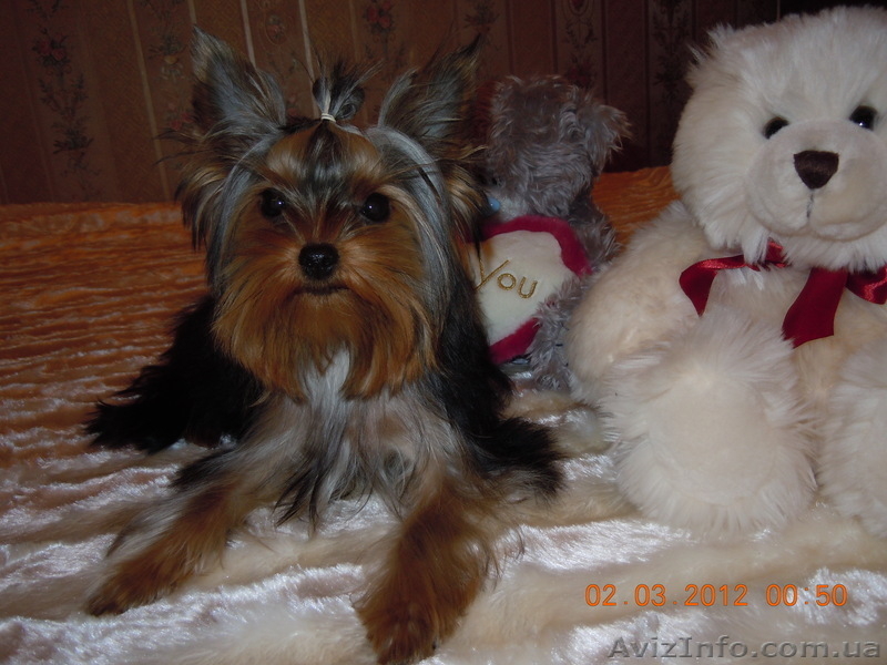 Йоркширский терьер (девочка) ищет хозяина - <ro>Изображение</ro><ru>Изображение</ru> #3, <ru>Объявление</ru> #572518