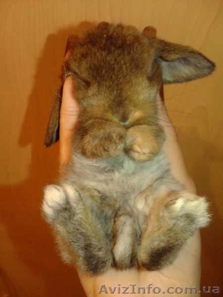 Декоративные вислоухие крольчата - <ro>Изображение</ro><ru>Изображение</ru> #3, <ru>Объявление</ru> #599063