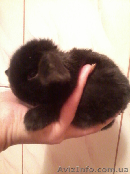 Декоративные вислоухие крольчата - <ro>Изображение</ro><ru>Изображение</ru> #4, <ru>Объявление</ru> #599063