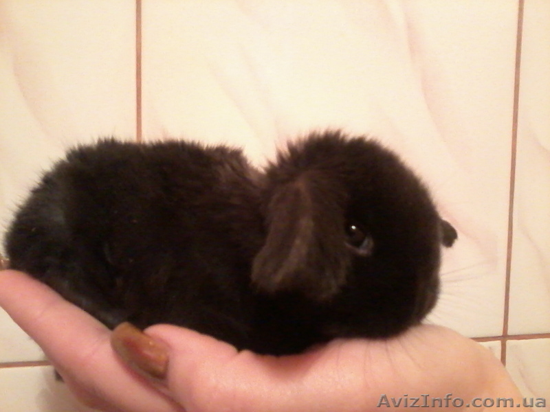 Декоративные вислоухие крольчата - <ro>Изображение</ro><ru>Изображение</ru> #5, <ru>Объявление</ru> #599063