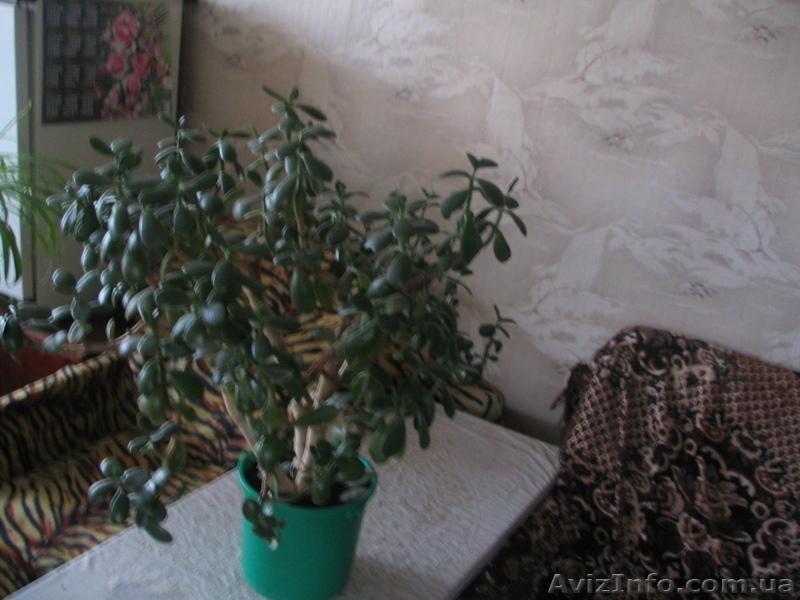 Продам денежное дерево не дорого. - <ro>Изображение</ro><ru>Изображение</ru> #3, <ru>Объявление</ru> #604761