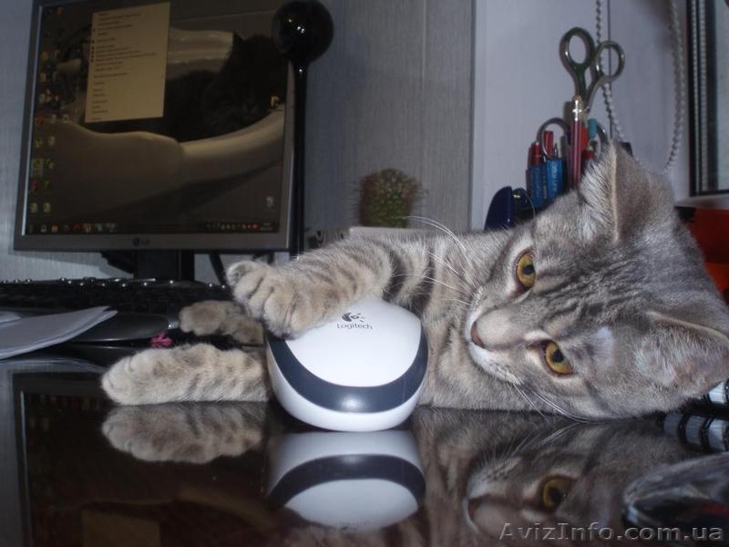 Отдам красавицу Грейси в хорошие руки - <ro>Изображение</ro><ru>Изображение</ru> #3, <ru>Объявление</ru> #602314