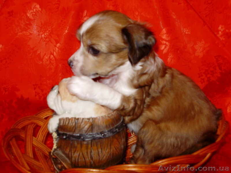 Китайская хохлатая собачка. Щенки - <ro>Изображение</ro><ru>Изображение</ru> #4, <ru>Объявление</ru> #569734