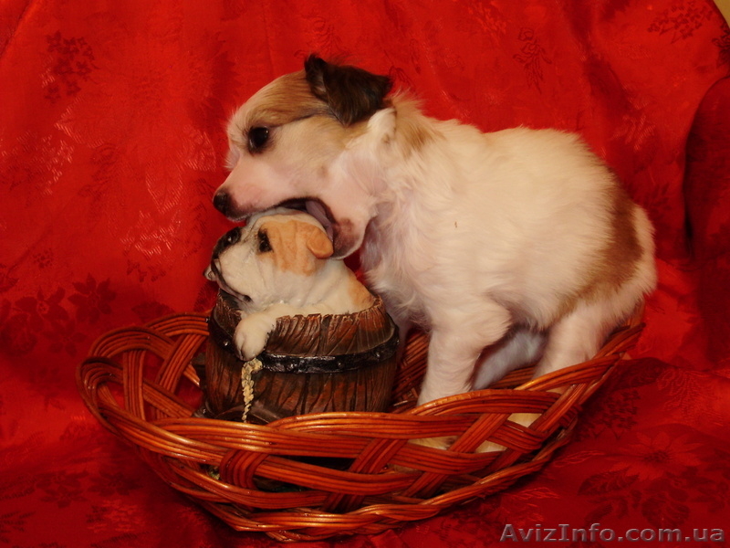 Китайская хохлатая собачка. Щенки - <ro>Изображение</ro><ru>Изображение</ru> #3, <ru>Объявление</ru> #569734