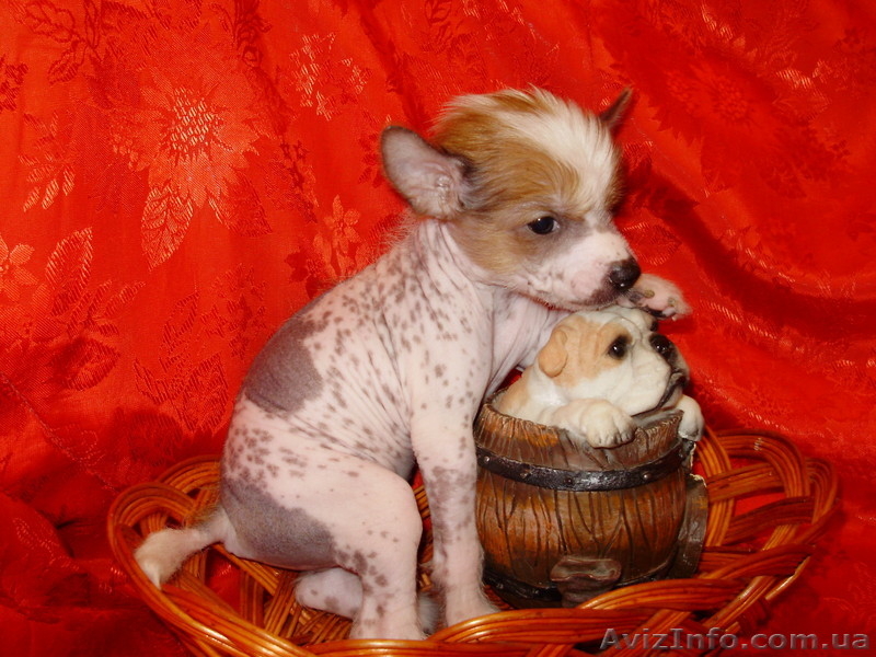 Китайская хохлатая собачка. Щенки - <ro>Изображение</ro><ru>Изображение</ru> #5, <ru>Объявление</ru> #569734