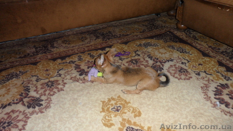 Продается щенок Чихуахуа (мальчик) - <ro>Изображение</ro><ru>Изображение</ru> #3, <ru>Объявление</ru> #586466