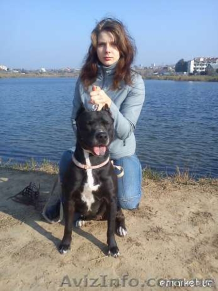 Щенки Амстаф с документами отличные родители недорого - <ro>Изображение</ro><ru>Изображение</ru> #3, <ru>Объявление</ru> #586013