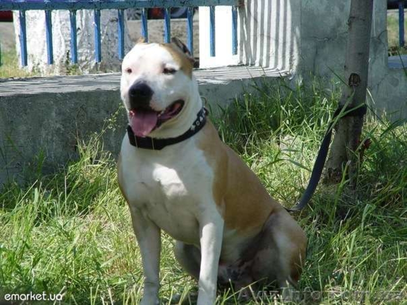 Щенки Амстаф с документами отличные родители недорого - <ro>Изображение</ro><ru>Изображение</ru> #4, <ru>Объявление</ru> #586013