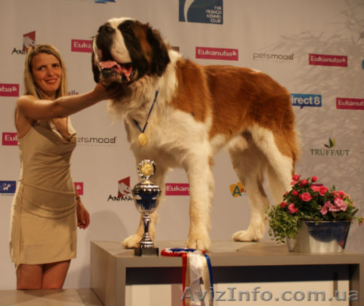 Продам щенков сенбернара Одесса - <ro>Изображение</ro><ru>Изображение</ru> #3, <ru>Объявление</ru> #564179