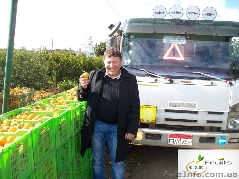 Прямые поставки цитрусовых из Египта - <ro>Изображение</ro><ru>Изображение</ru> #6, <ru>Объявление</ru> #599309