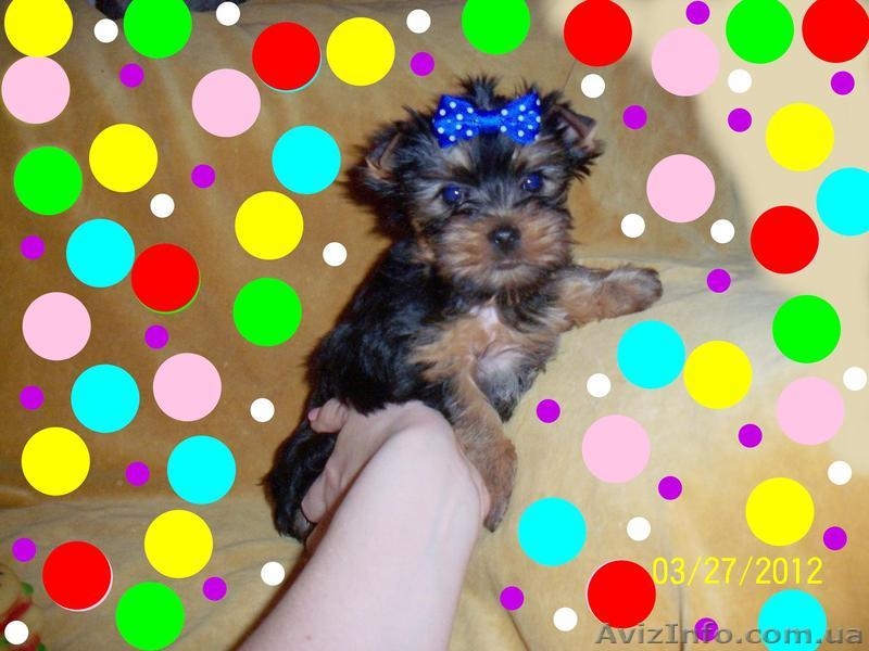 Йоркширский терьер очаровательные малыши - <ro>Изображение</ro><ru>Изображение</ru> #4, <ru>Объявление</ru> #393546