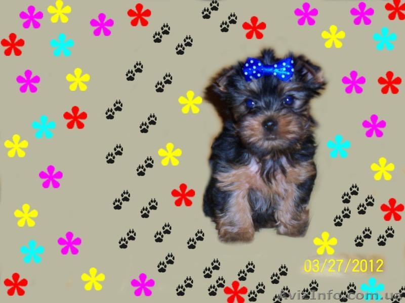  Йоркширский терьер очаровательные малыши - <ro>Изображение</ro><ru>Изображение</ru> #5, <ru>Объявление</ru> #393546