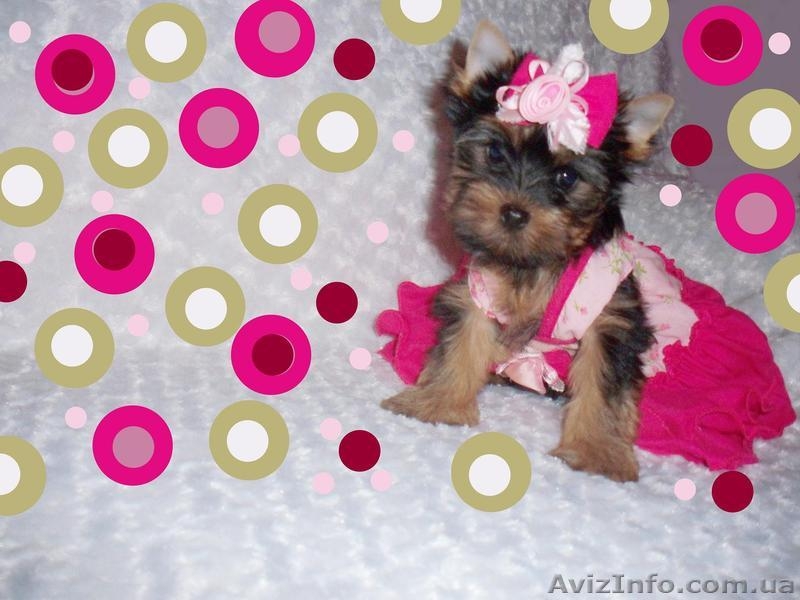  Йоркширский терьер очаровательные малыши - <ro>Изображение</ro><ru>Изображение</ru> #3, <ru>Объявление</ru> #393546