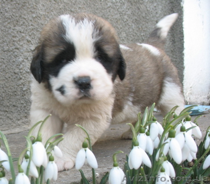 Щенки московской сторожевой. Отличная собака. - <ro>Изображение</ro><ru>Изображение</ru> #3, <ru>Объявление</ru> #624549