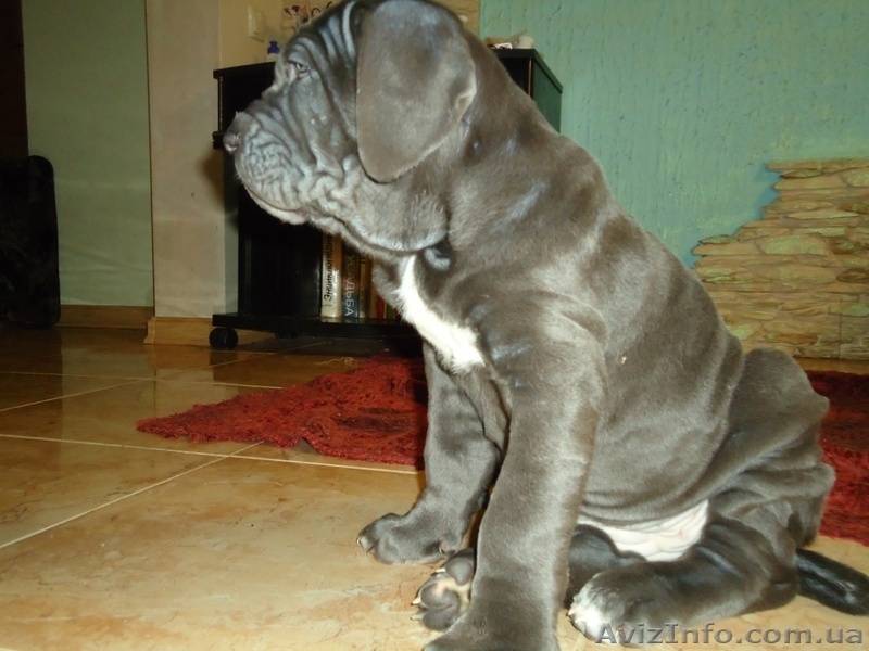 неаполетанский мастиф - <ro>Изображение</ro><ru>Изображение</ru> #3, <ru>Объявление</ru> #623021