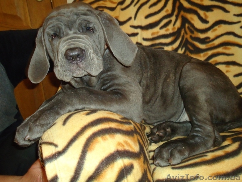 щенки мастино-неаполетано - <ro>Изображение</ro><ru>Изображение</ru> #4, <ru>Объявление</ru> #620995