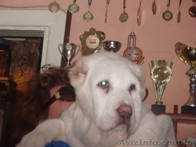 щенки среднеазитской овчаркиk - <ro>Изображение</ro><ru>Изображение</ru> #3, <ru>Объявление</ru> #628147