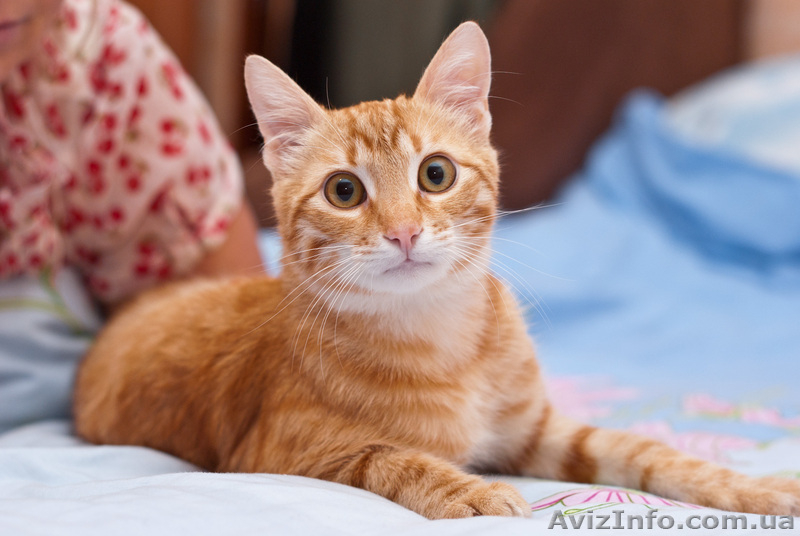 Озорник Кузьма ищет именно Вас! - <ro>Изображение</ro><ru>Изображение</ru> #2, <ru>Объявление</ru> #614246