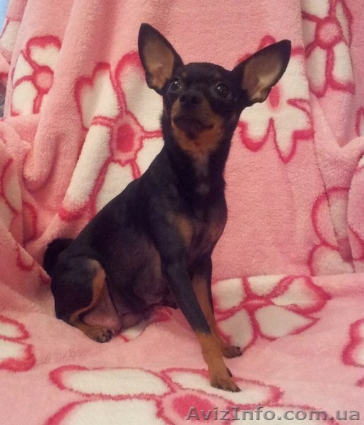 щенки той-терьерчика - <ro>Изображение</ro><ru>Изображение</ru> #3, <ru>Объявление</ru> #661660