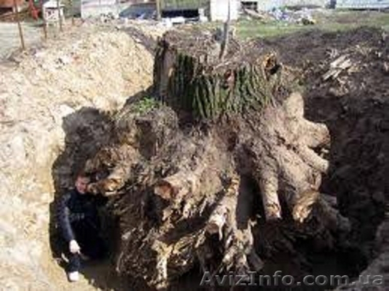 Трудолюбивые  студенты сделают  все  земляные  работы и  погрузят  мусор. - <ro>Изображение</ro><ru>Изображение</ru> #3, <ru>Объявление</ru> #662220