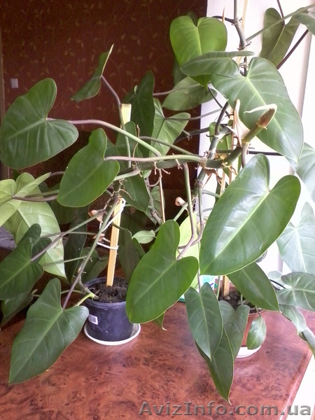 Продаю филодендрон копьевидный 1-5 лет(Одесса/ Малиновский район) - <ro>Изображение</ro><ru>Изображение</ru> #3, <ru>Объявление</ru> #652955