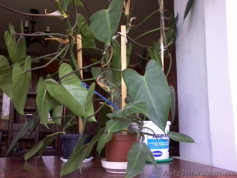 Продаю филодендрон копьевидный 1-5 лет(Одесса/ Малиновский район) - <ro>Изображение</ro><ru>Изображение</ru> #4, <ru>Объявление</ru> #652955