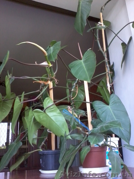 Продаю филодендрон копьевидный 1-5 лет(Одесса/ Малиновский район) - <ro>Изображение</ro><ru>Изображение</ru> #5, <ru>Объявление</ru> #652955