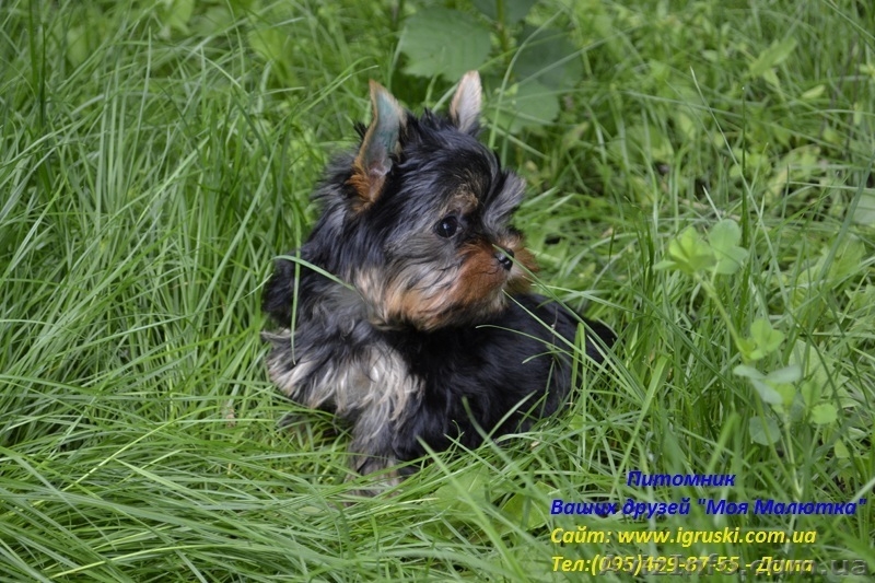 Элитные щеночки йоркширского терьера vip-classa - <ro>Изображение</ro><ru>Изображение</ru> #3, <ru>Объявление</ru> #665846