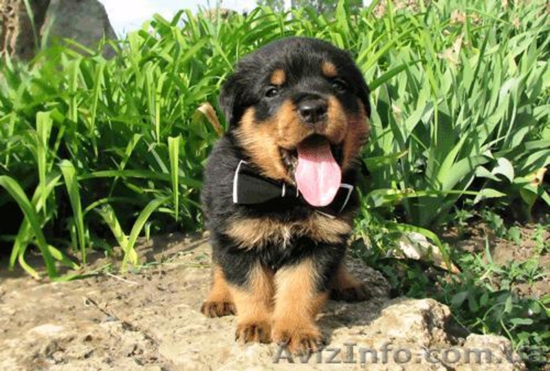 Продам элитных щенков Ротвейлера, немецкая линия Ротвейлеров. - <ro>Изображение</ro><ru>Изображение</ru> #6, <ru>Объявление</ru> #670430