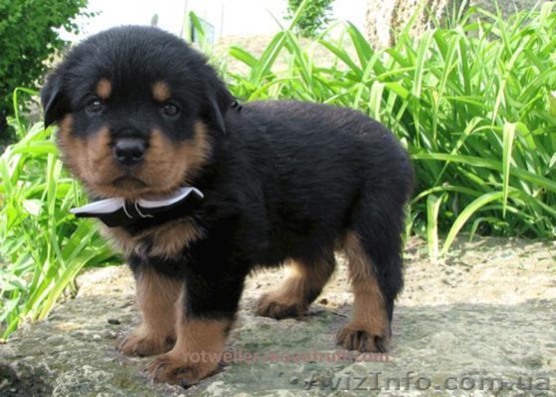 Продам элитных щенков Ротвейлера, немецкая линия Ротвейлеров. - <ro>Изображение</ro><ru>Изображение</ru> #7, <ru>Объявление</ru> #670430