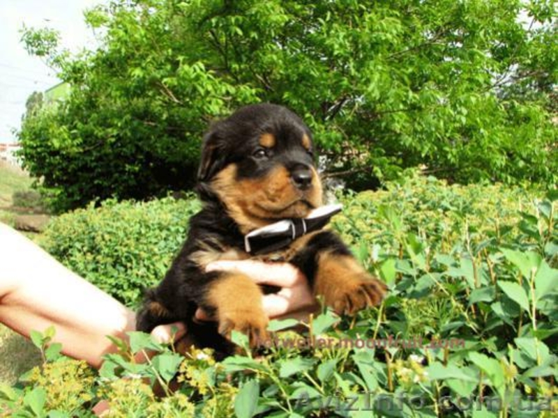 Продам элитных щенков Ротвейлера, немецкая линия Ротвейлеров. - <ro>Изображение</ro><ru>Изображение</ru> #8, <ru>Объявление</ru> #670430