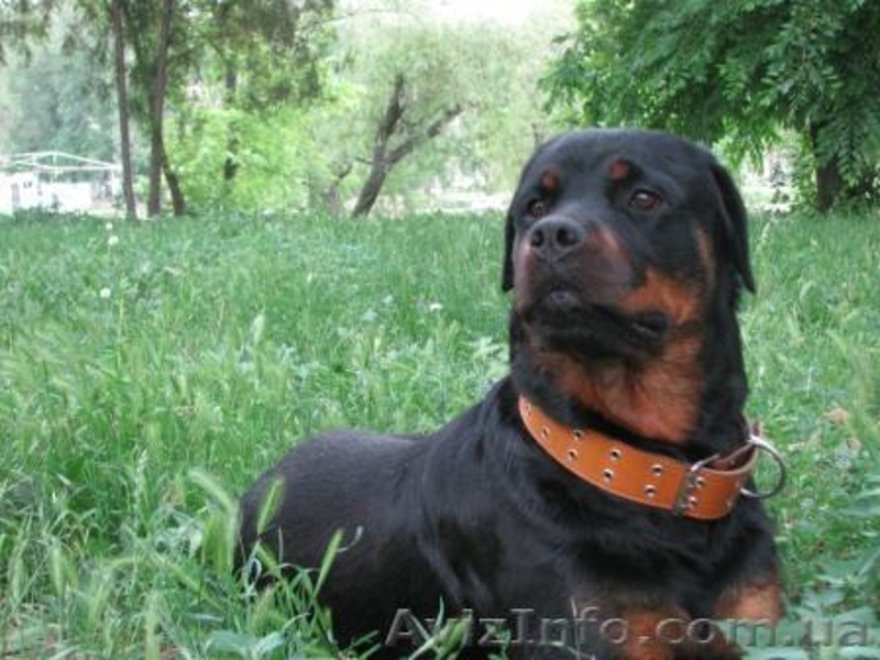 Продам элитных щенков Ротвейлера, немецкая линия Ротвейлеров. - <ro>Изображение</ro><ru>Изображение</ru> #5, <ru>Объявление</ru> #670430
