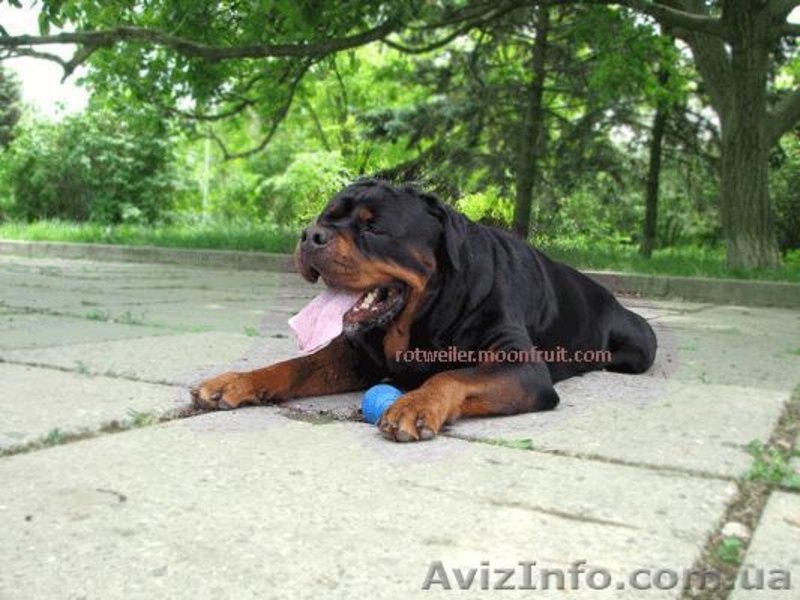 Продам элитных щенков Ротвейлера, немецкая линия Ротвейлеров. - <ro>Изображение</ro><ru>Изображение</ru> #3, <ru>Объявление</ru> #670430