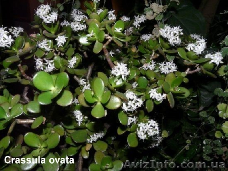 БЕСПЛАТНО!!! Crassula ovata - <ro>Изображение</ro><ru>Изображение</ru> #3, <ru>Объявление</ru> #693989