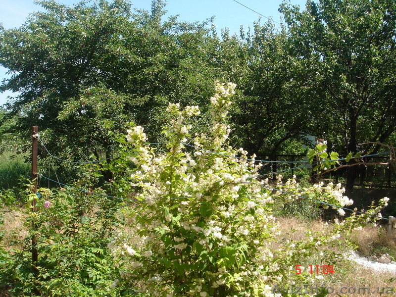 Дача на Хаджибеевском лимане  недорого!  - <ro>Изображение</ro><ru>Изображение</ru> #6, <ru>Объявление</ru> #692210