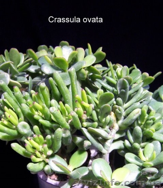 БЕСПЛАТНО!!! Crassula ovata - <ro>Изображение</ro><ru>Изображение</ru> #4, <ru>Объявление</ru> #693989