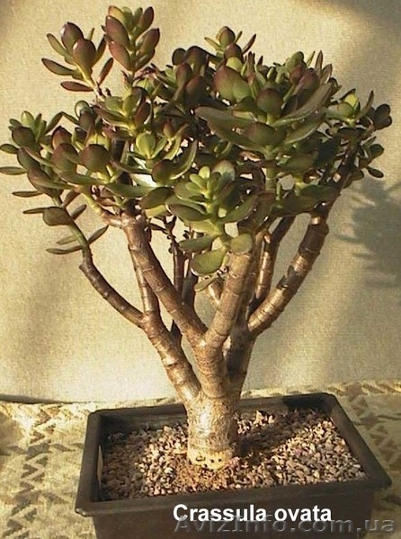 БЕСПЛАТНО!!! Crassula ovata - <ro>Изображение</ro><ru>Изображение</ru> #5, <ru>Объявление</ru> #693989