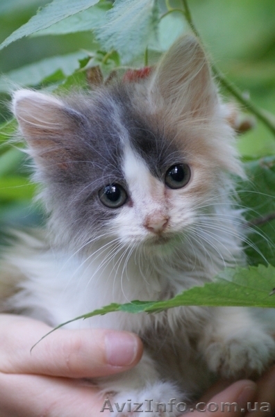 Знакомьтесь-маленькая Ксюша - <ro>Изображение</ro><ru>Изображение</ru> #3, <ru>Объявление</ru> #694179