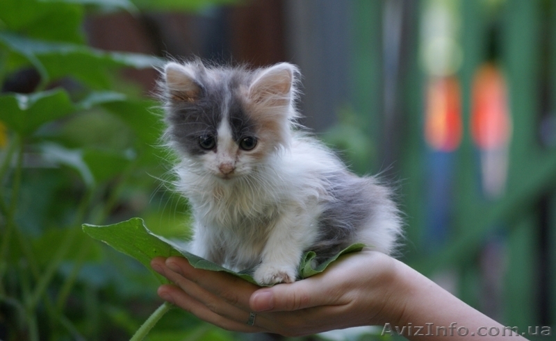 Знакомьтесь-маленькая Ксюша - <ro>Изображение</ro><ru>Изображение</ru> #4, <ru>Объявление</ru> #694179