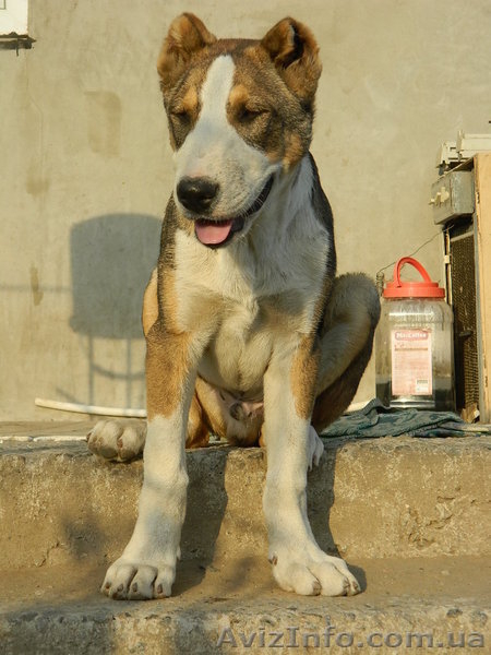 Среднеазиатская овчарка. Щенки. - <ro>Изображение</ro><ru>Изображение</ru> #3, <ru>Объявление</ru> #685061