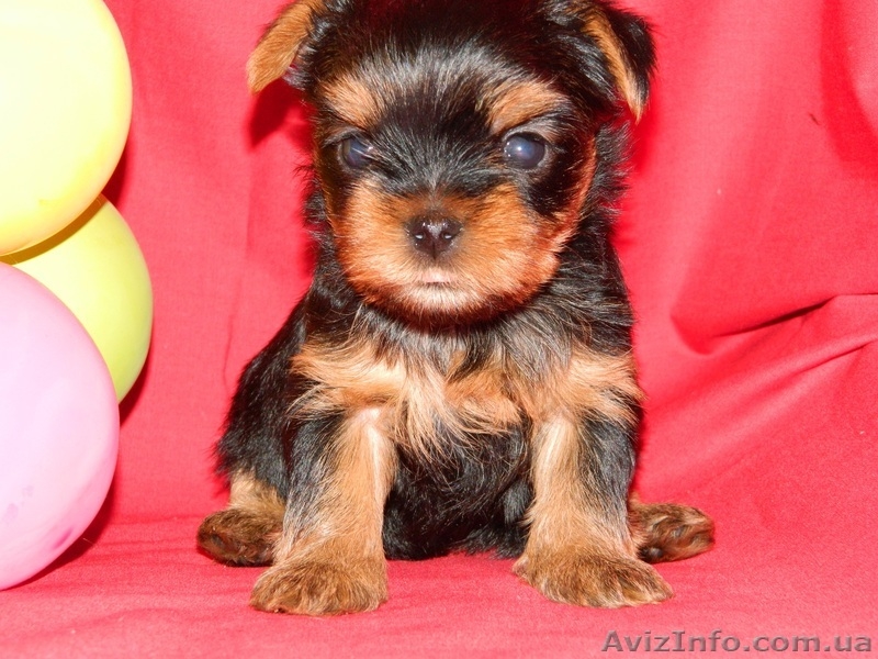 Продам элитных щенков йоркширского терьера - <ro>Изображение</ro><ru>Изображение</ru> #3, <ru>Объявление</ru> #690513